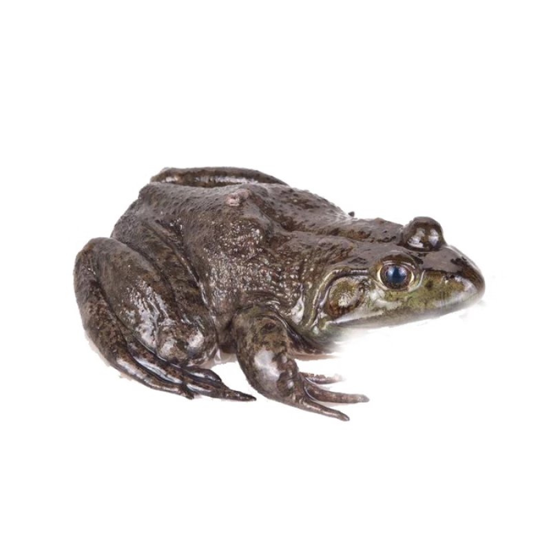 鲜活牛蛙450g±50g（默认为宰杀前重量-宜春润达）