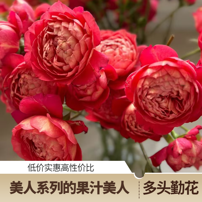 【果汁美人】多头勤花月季粉橘双色花期长 长势快抗病好 耐热耐寒