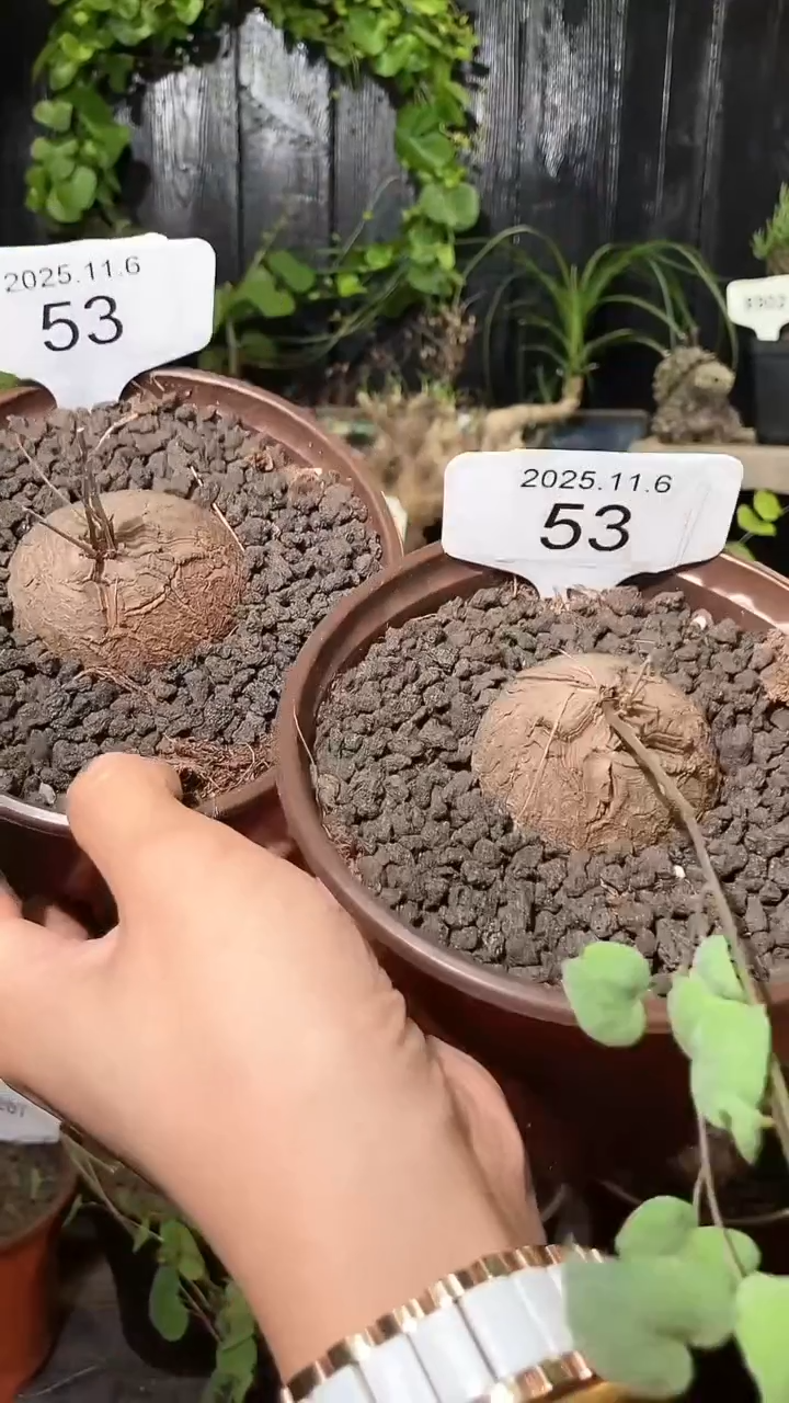 53号1106福利南非龟甲龙买一送一