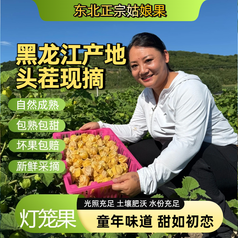 东北姑娘果特产当季水果头茬薄皮灯笼果原产地黑龙江直发新鲜水果