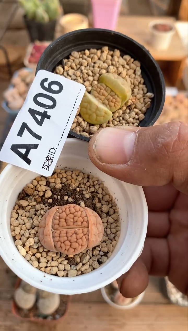 【闪购商品】7406直播间一物一拍