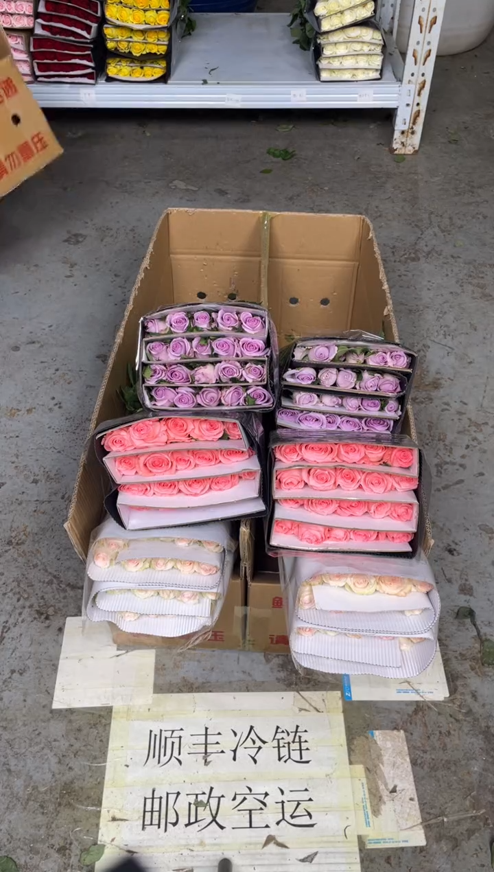 小白兔20枝+戴安娜20枝+海洋之歌20枝