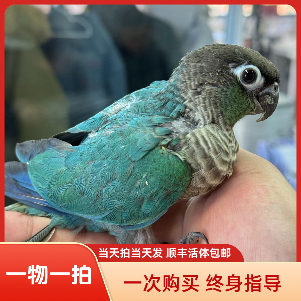 手养鹦鹉精品半毛适合家养观赏互动宠物鸟