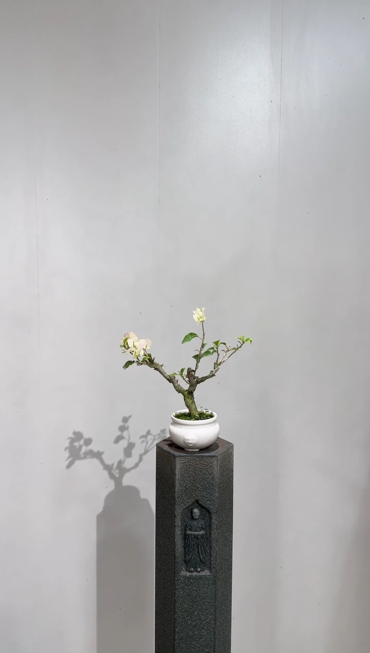 【闪购商品】盆景小绿樱