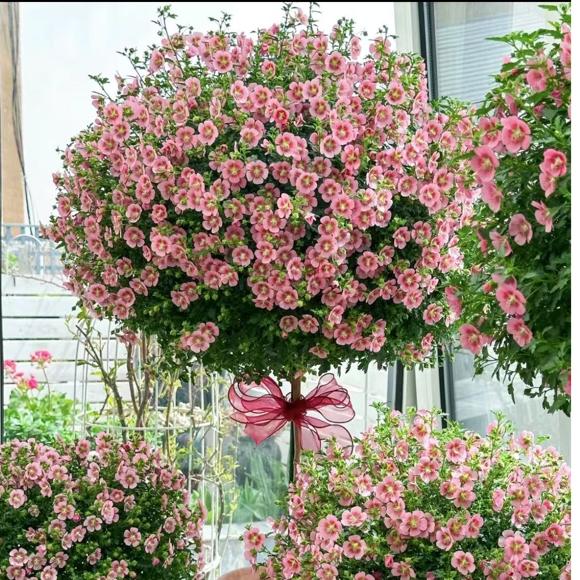 【加大加高80cm-1米小木槿独杆】带花苞大型绿植棒棒糖