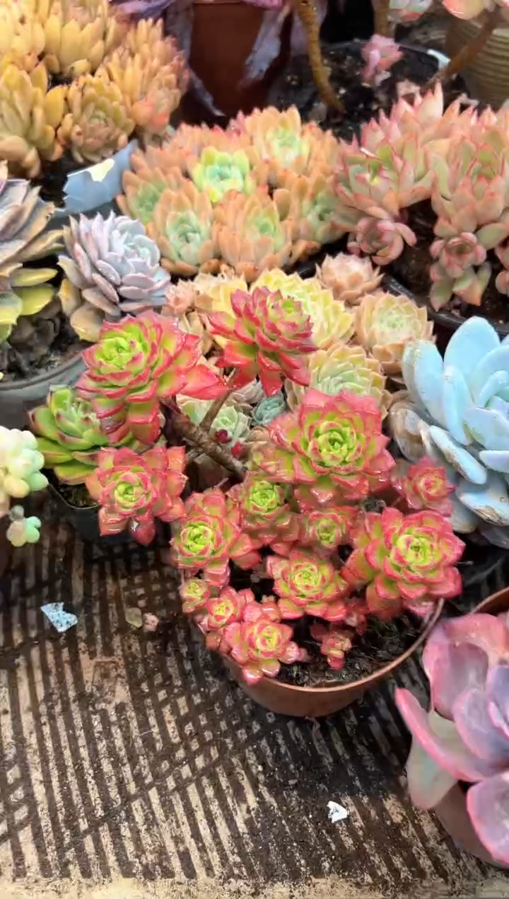^****^多肉植物一物一拍01411
