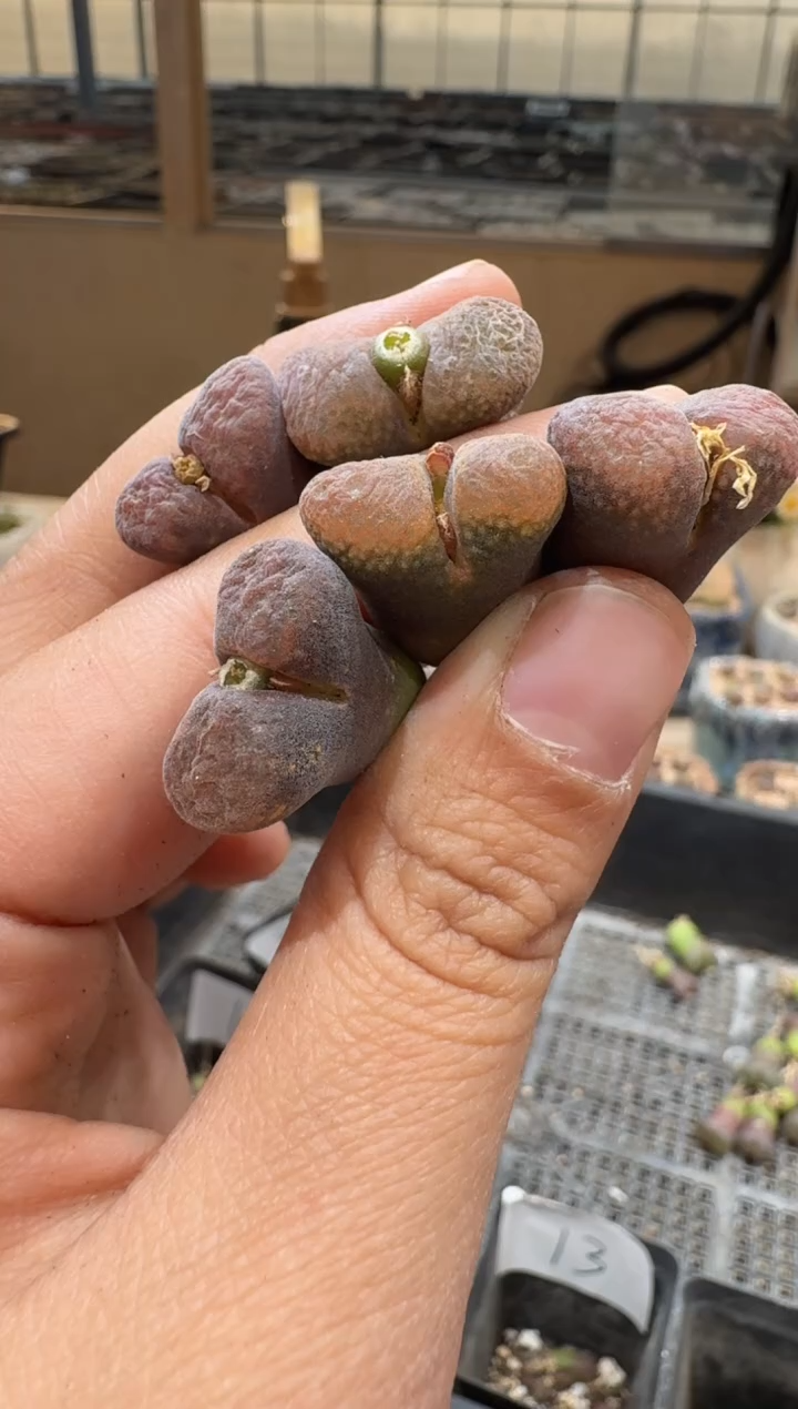 29-266多肉植物肉锥