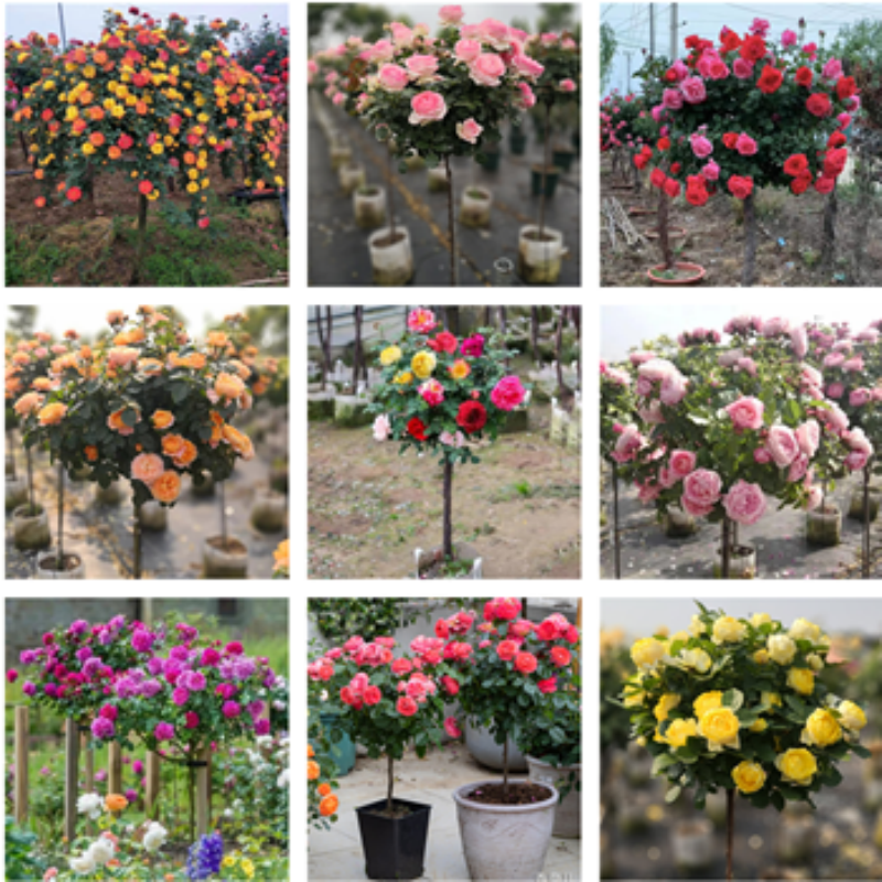 清地处理棒棒糖树桩月季独杆直杆树状耐寒绿植阳台