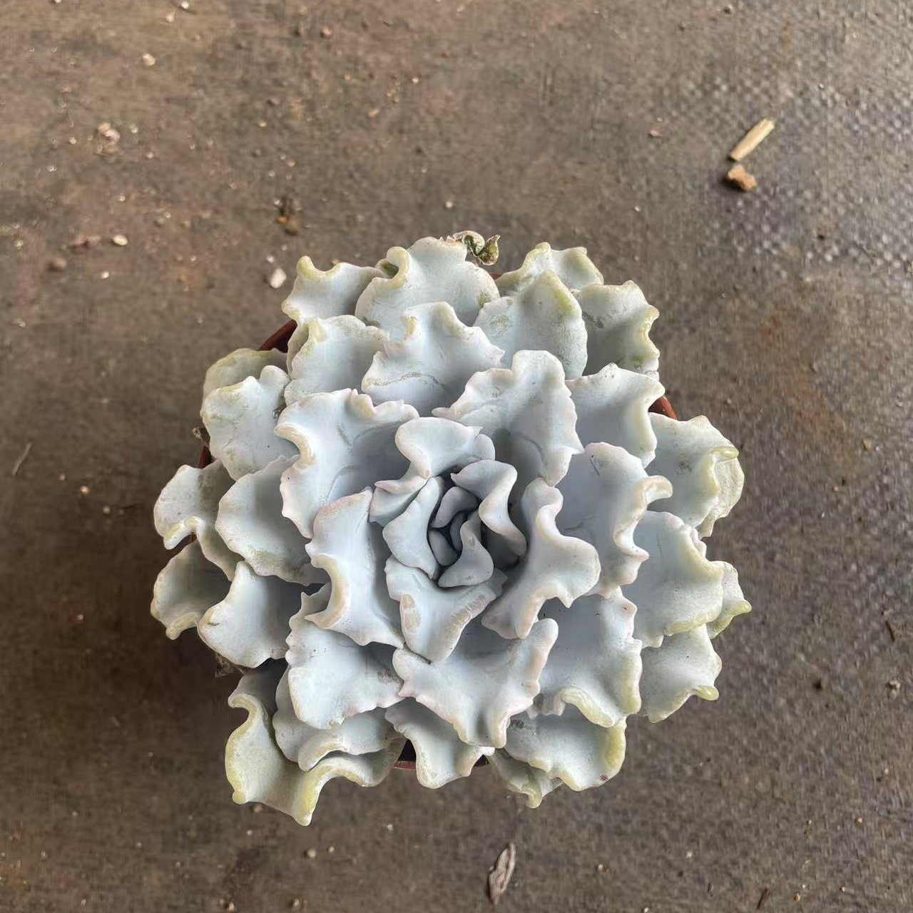 白饺子皮芭蕾舞者皱叶多肉植物室内阳台好养小盆栽