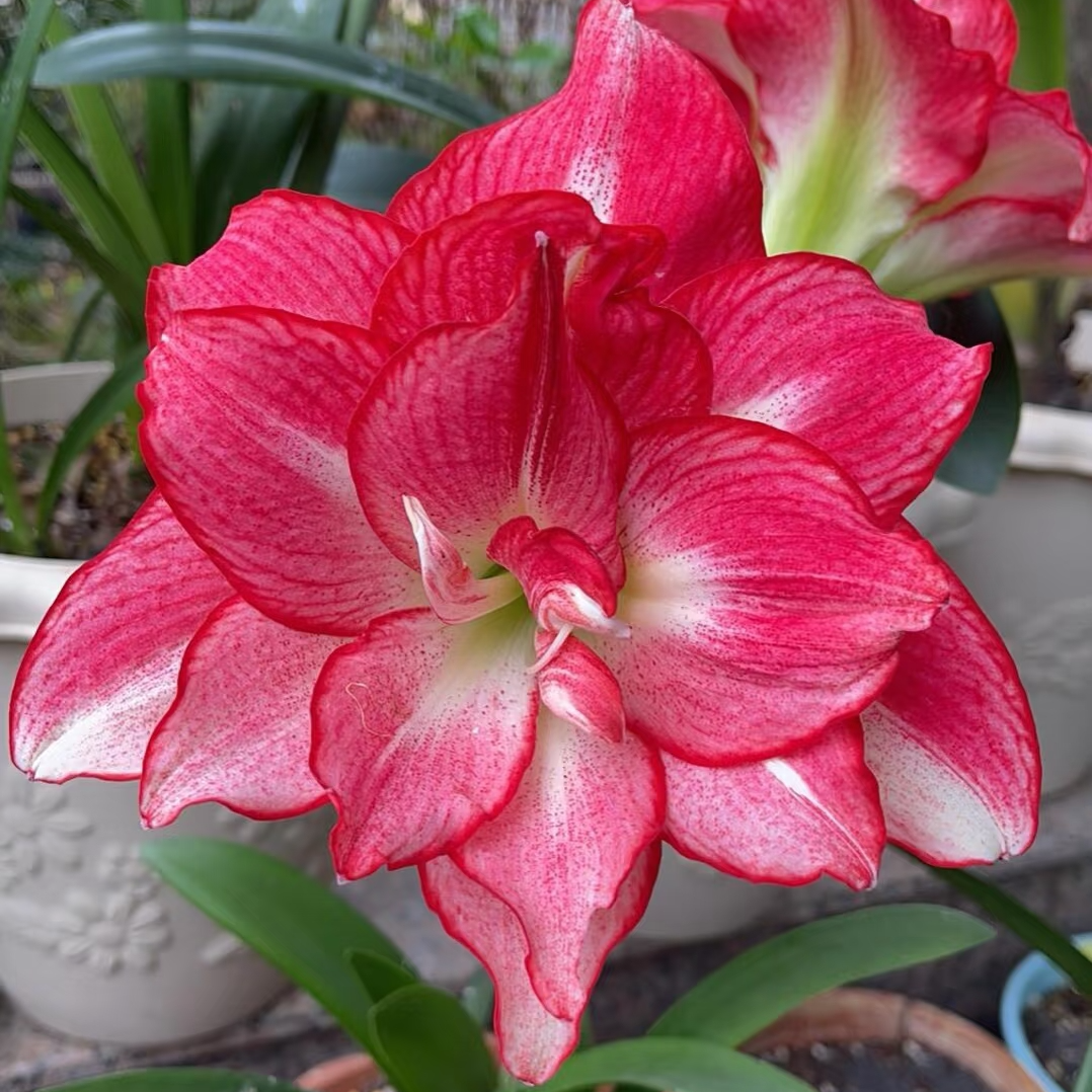 澳朱「安瑞雅」基地球 重瓣朱顶红