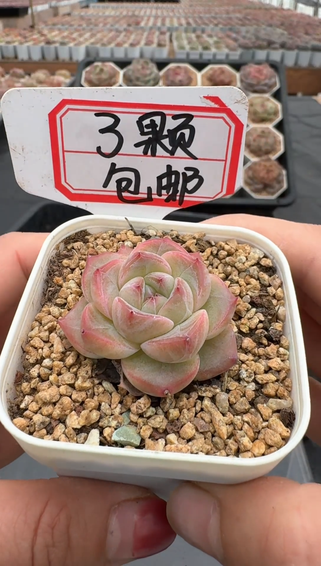 【闪购商品】624号 珍妮杂交多肉 花卉植物