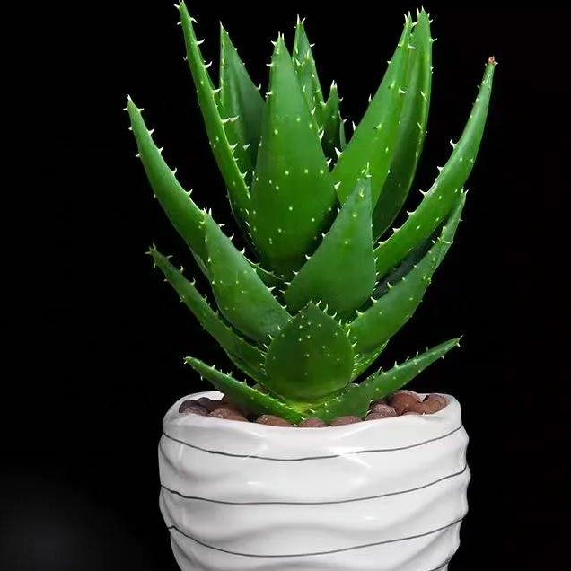 【盼盼鲜花】芦荟盆栽  一单陆运/两单升级冷链 云南鲜花 