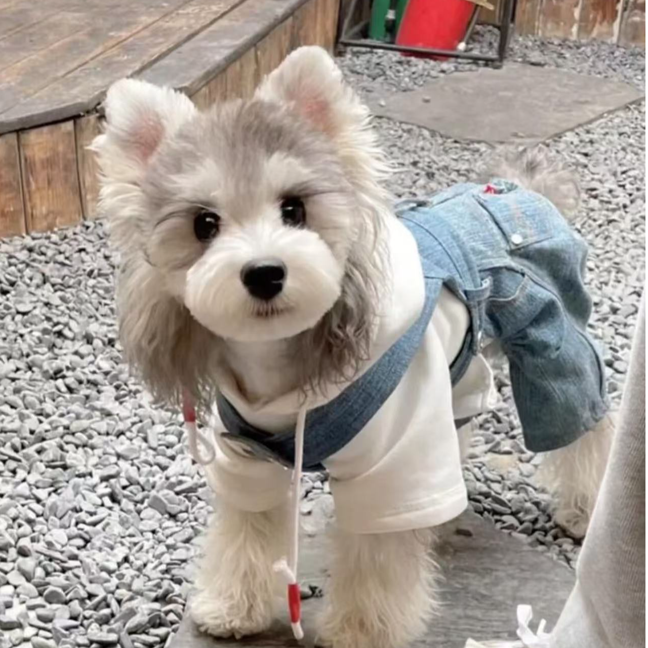 【同心雪纳瑞-次日达】可爱幼犬宠物萌宠 雪纳瑞