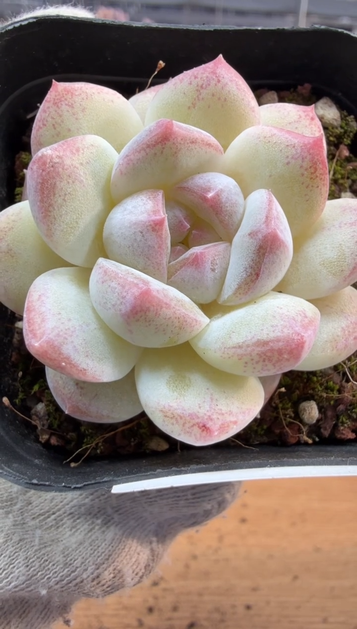 东云多肉园三店-46