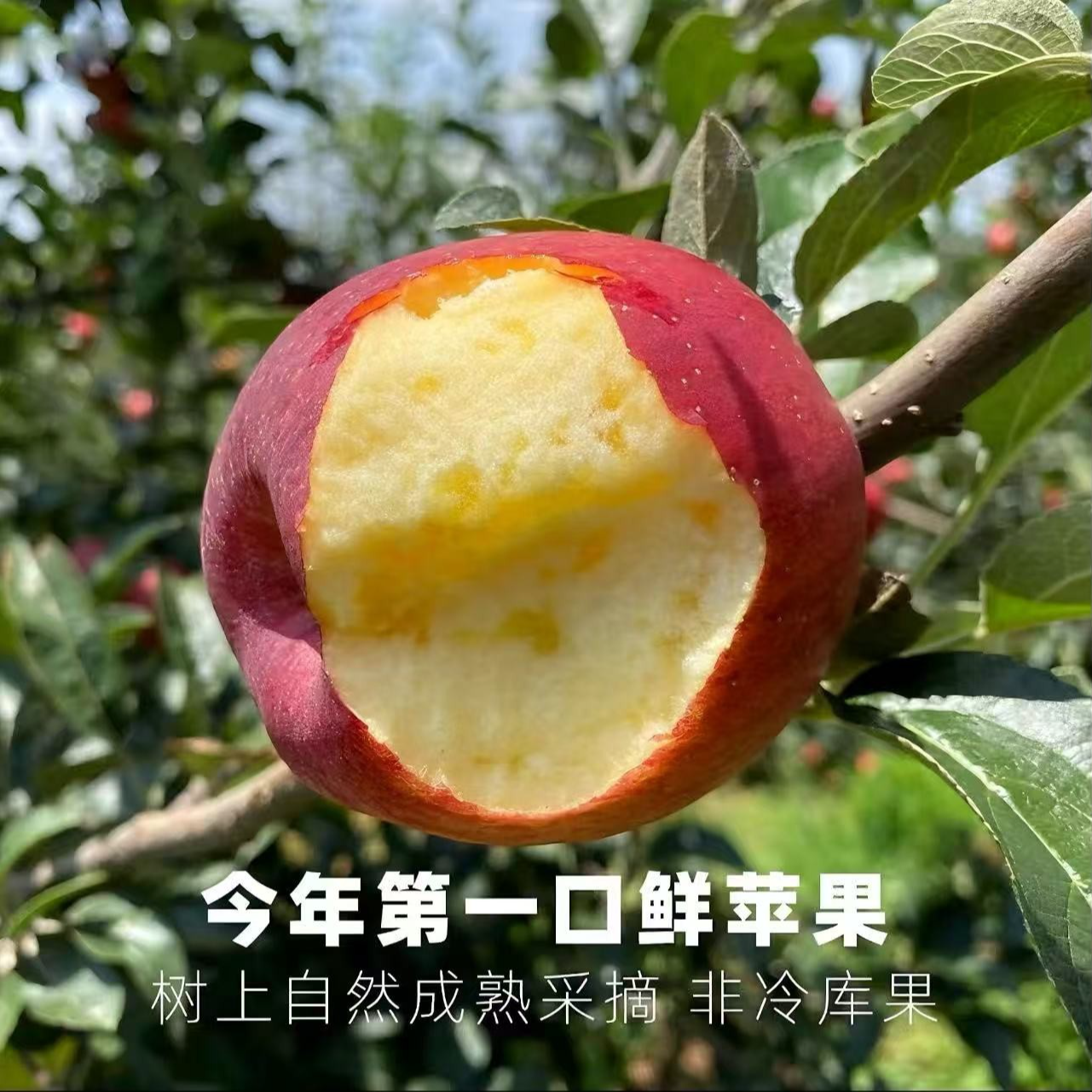 【今天拍，明天到】云南昭通丑苹果红露苹果2025头茬隔天配送新鲜苹果云南省