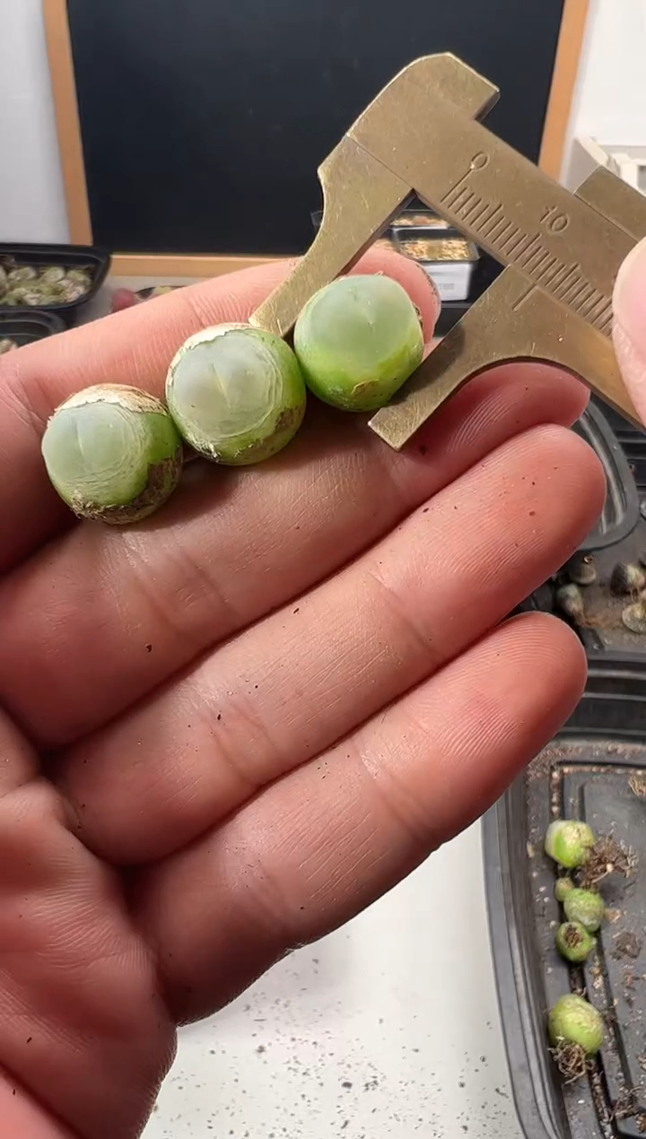 一物一拍            350