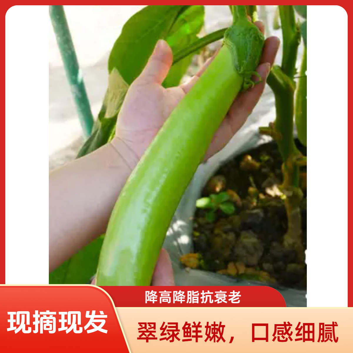 【明日送达】山东新鲜青茄子农家种植现摘现发青茄子