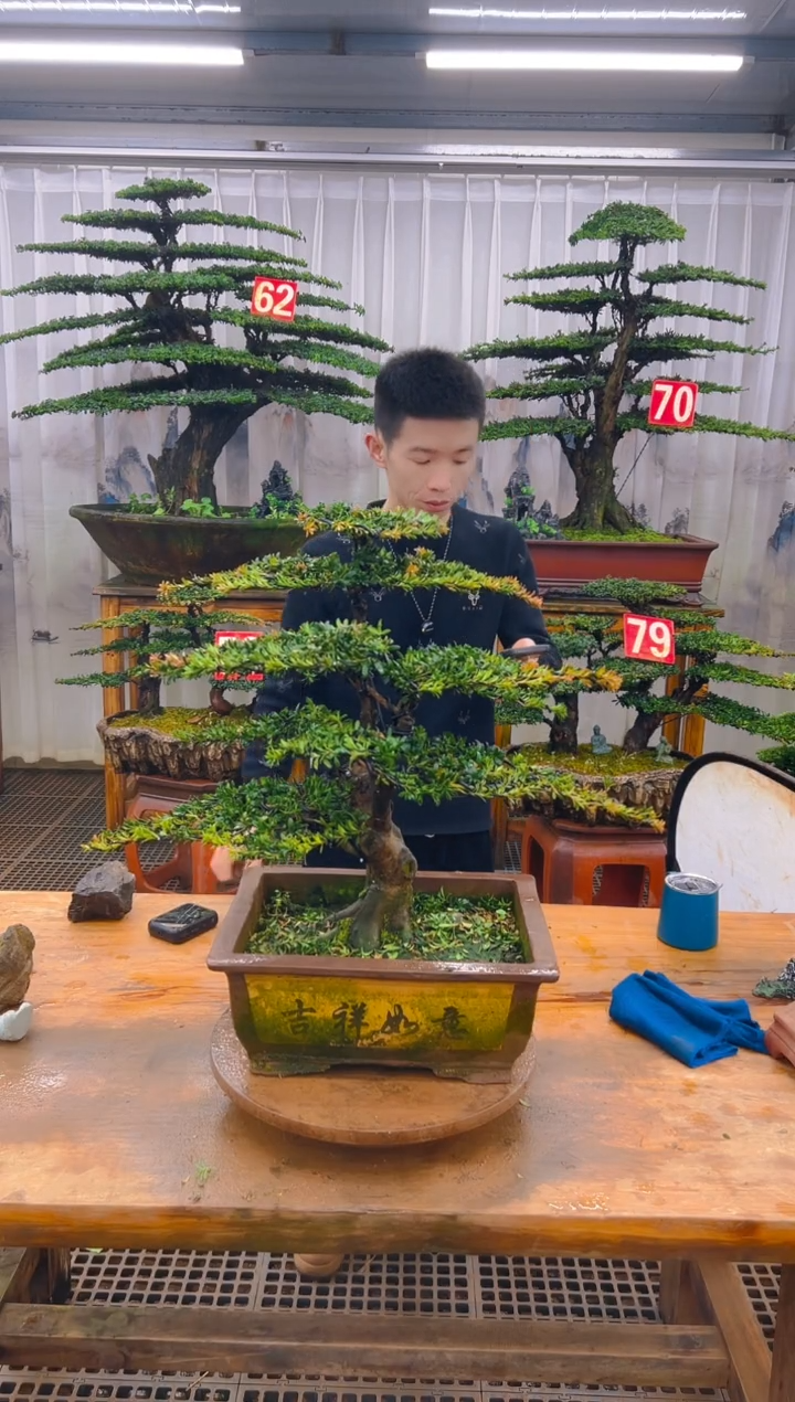 无花朵木**瘩精品盆景直播间一物一拍