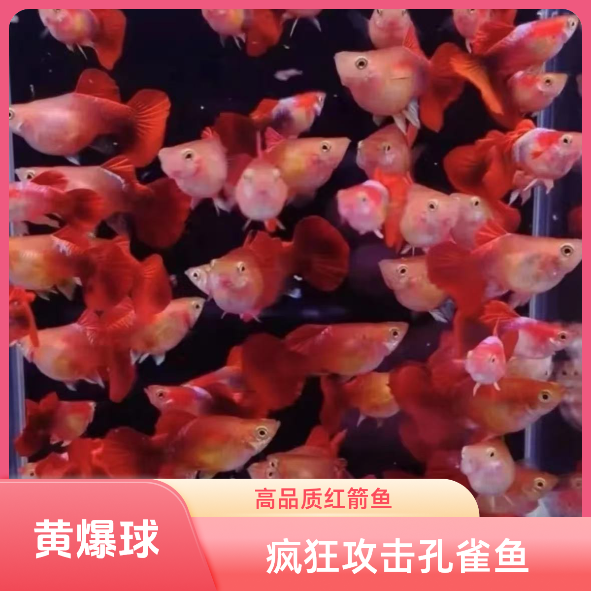 疯狂攻击孔雀鱼之黄爆球
