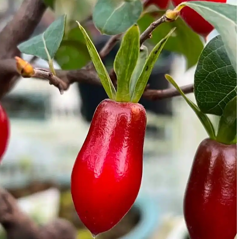 一物一拍 ：精品老鸦柿 生桩绿植 不带土 观赏盆栽 组合趣味景观