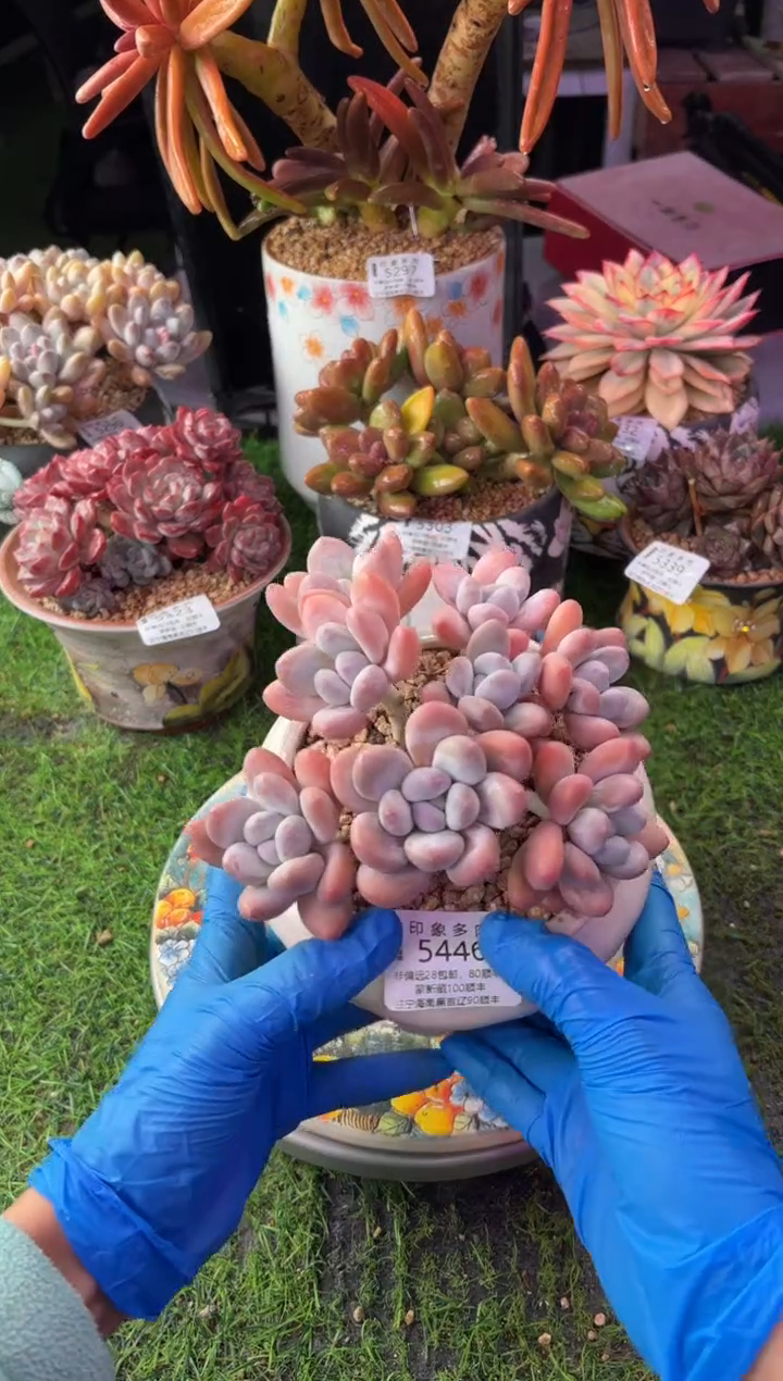 昆明印象多肉5446