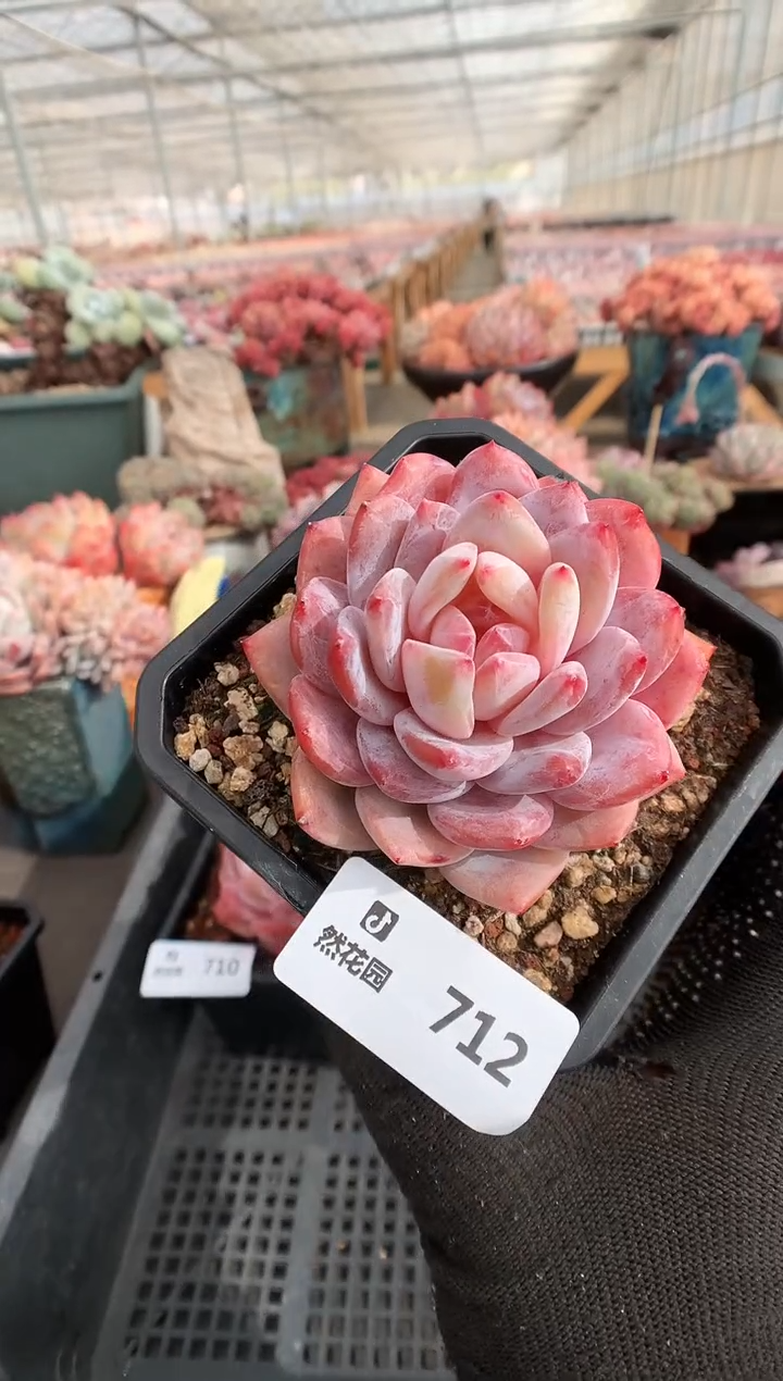 【闪购商品】712仙女橙一物一拍