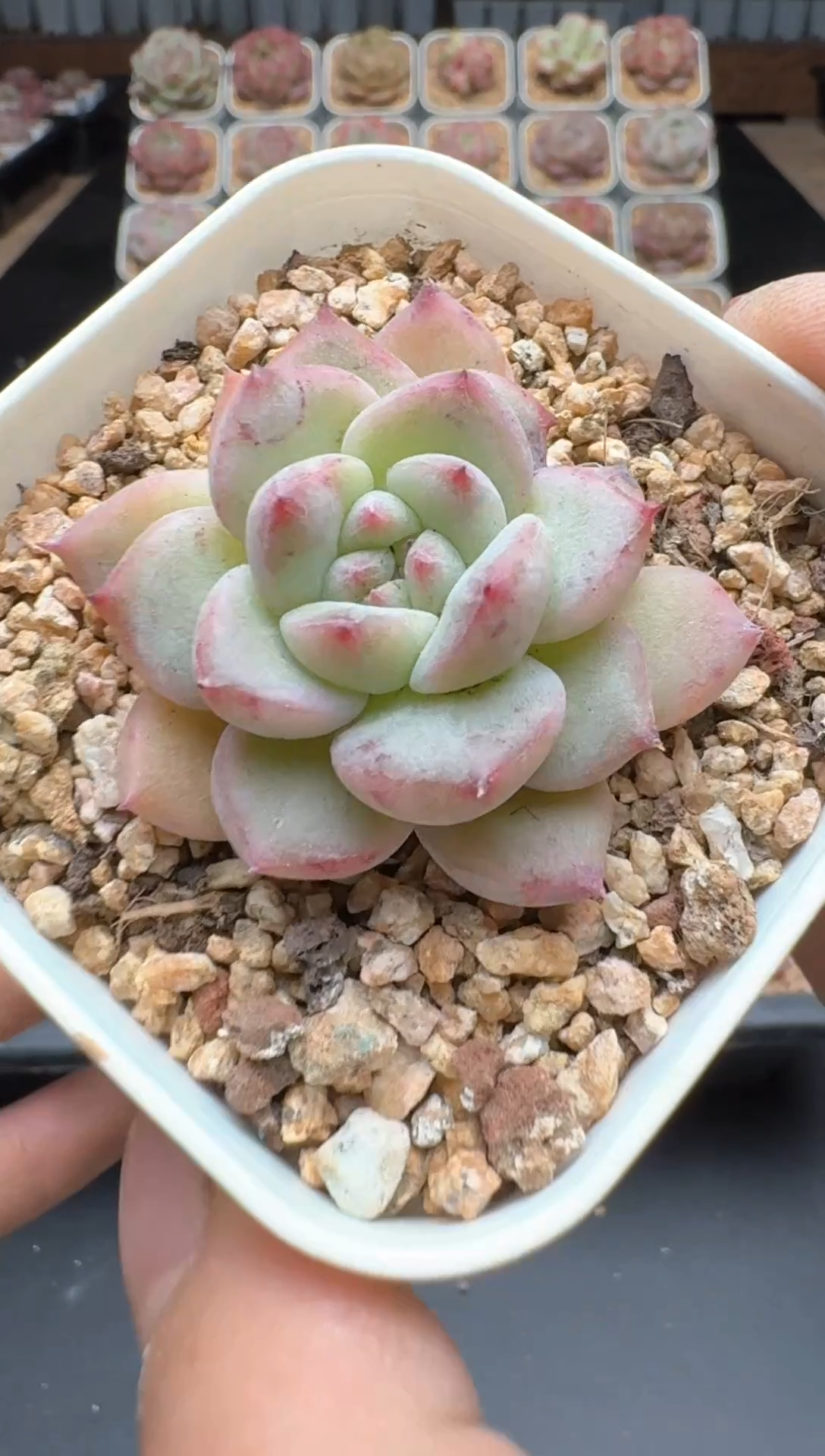 【闪购商品】194A号一物一拍多肉花卉植物拍3颗起发