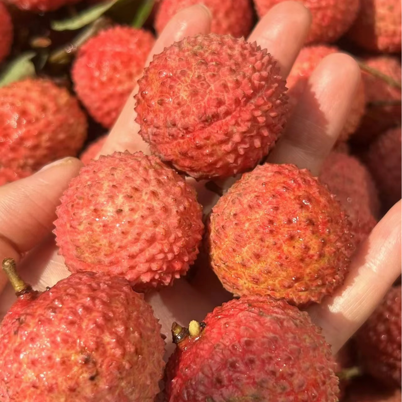 桂味荔枝一份一斤（500克）