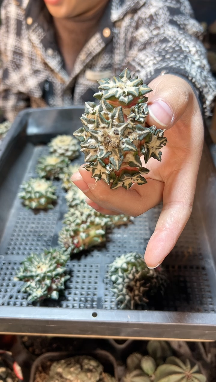 【闪购商品】苗接黑牡丹群无根6.7公分