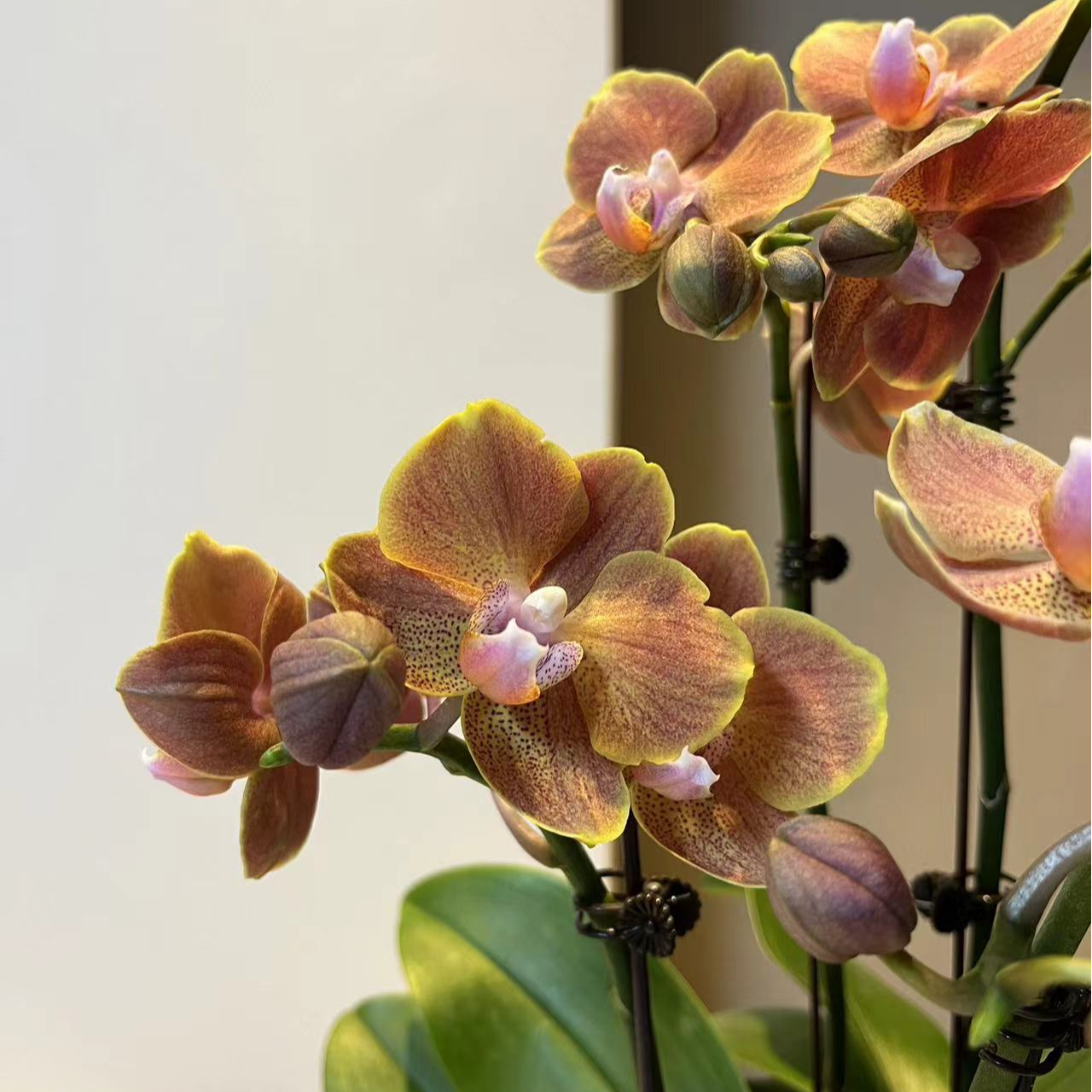 【小阿阮】A级埃特纳蝴蝶兰盆栽·花期长桌面装饰摆件云南顺丰直发