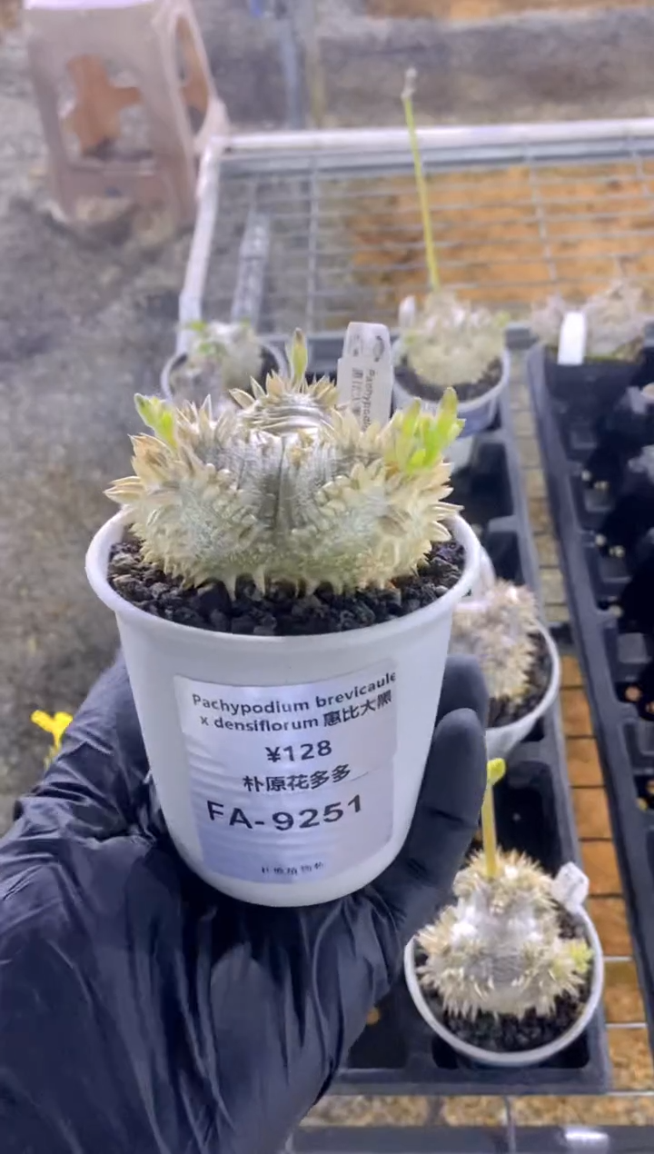 【闪购商品】惠比大黑FA-9251