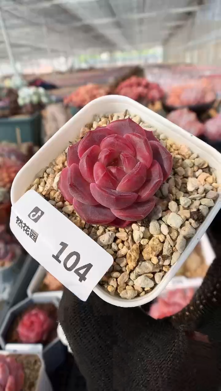 104琥珀一物一拍