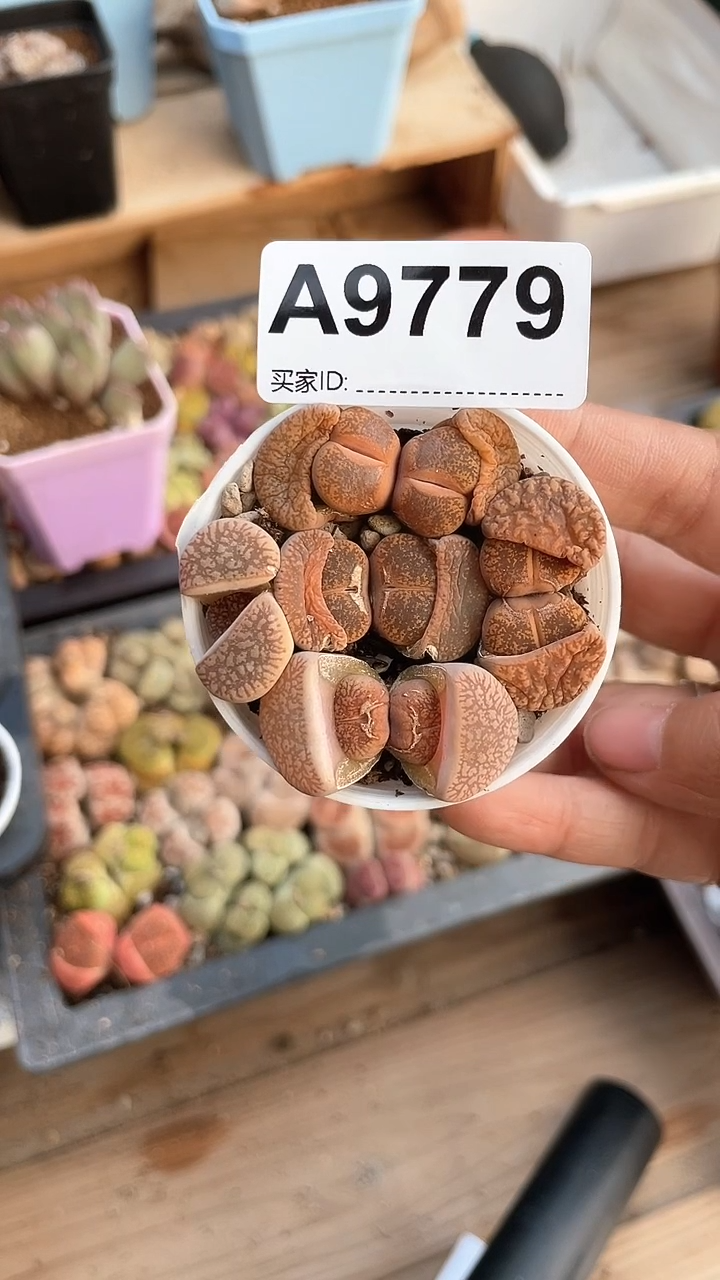 【闪购商品】9779直播一物一拍