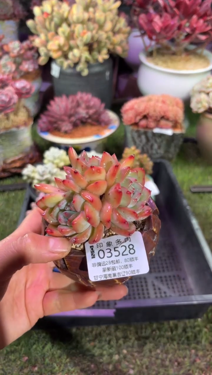 【闪购商品】03528脱土带盆