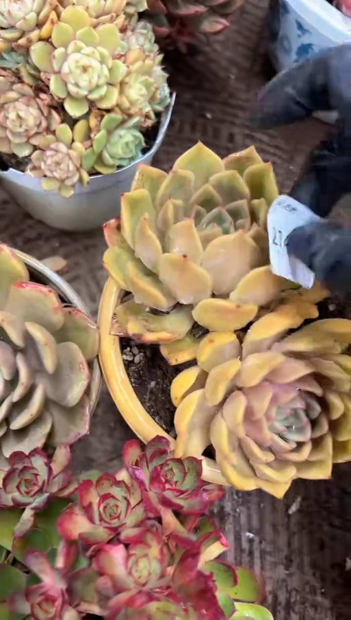青*果多肉植物一物一拍21408