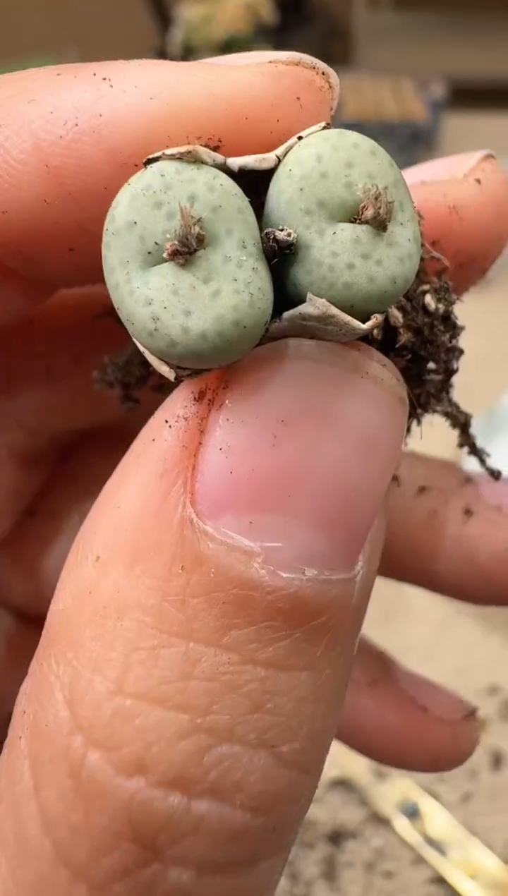 多肉植物肉锥4-137