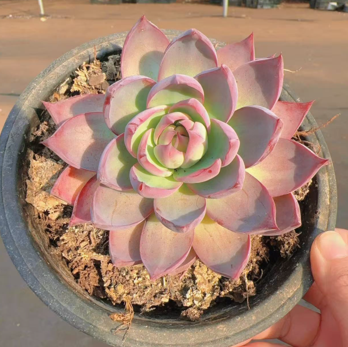 精控小惊鸿仙子带盆土       多肉