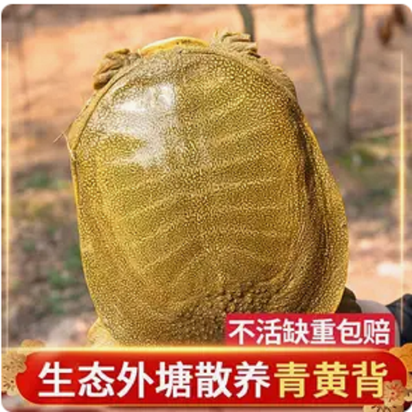 6年--9年老甲鱼【公甲鱼】【6斤】