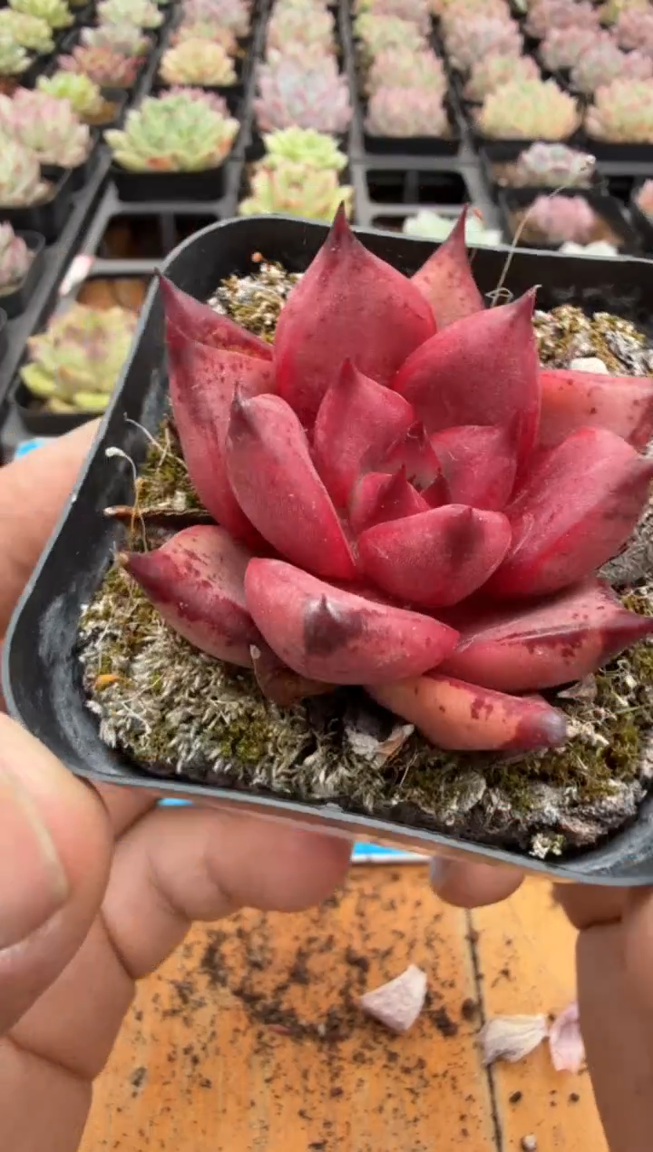 东云多肉园二店-150