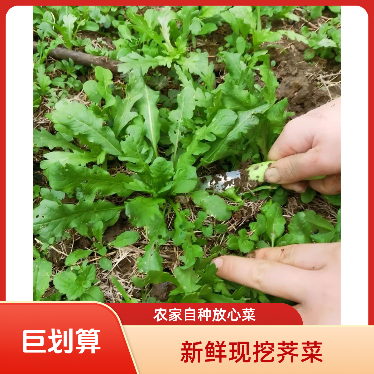 【农户自留地】苏北农家露天新鲜荠菜头茬嫩荠菜自然生长野荠菜