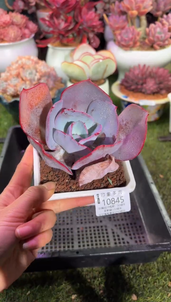 【闪购商品】10845