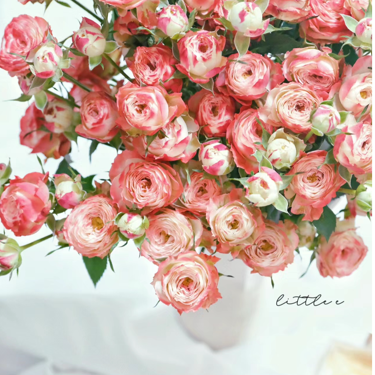 野草莓，1单包邮，2单升级顺丰，距离远的发德邦【十二棠序玫瑰】   