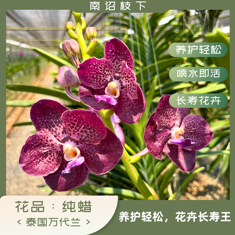 【南诏二级】 泰国 纯蜡  万代兰，蜡质感满满，爆花量大，花期长