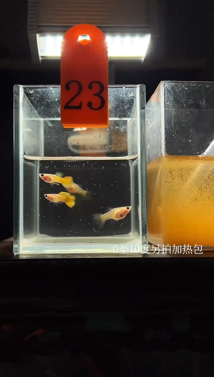 孔雀鱼皇家日落普通体23