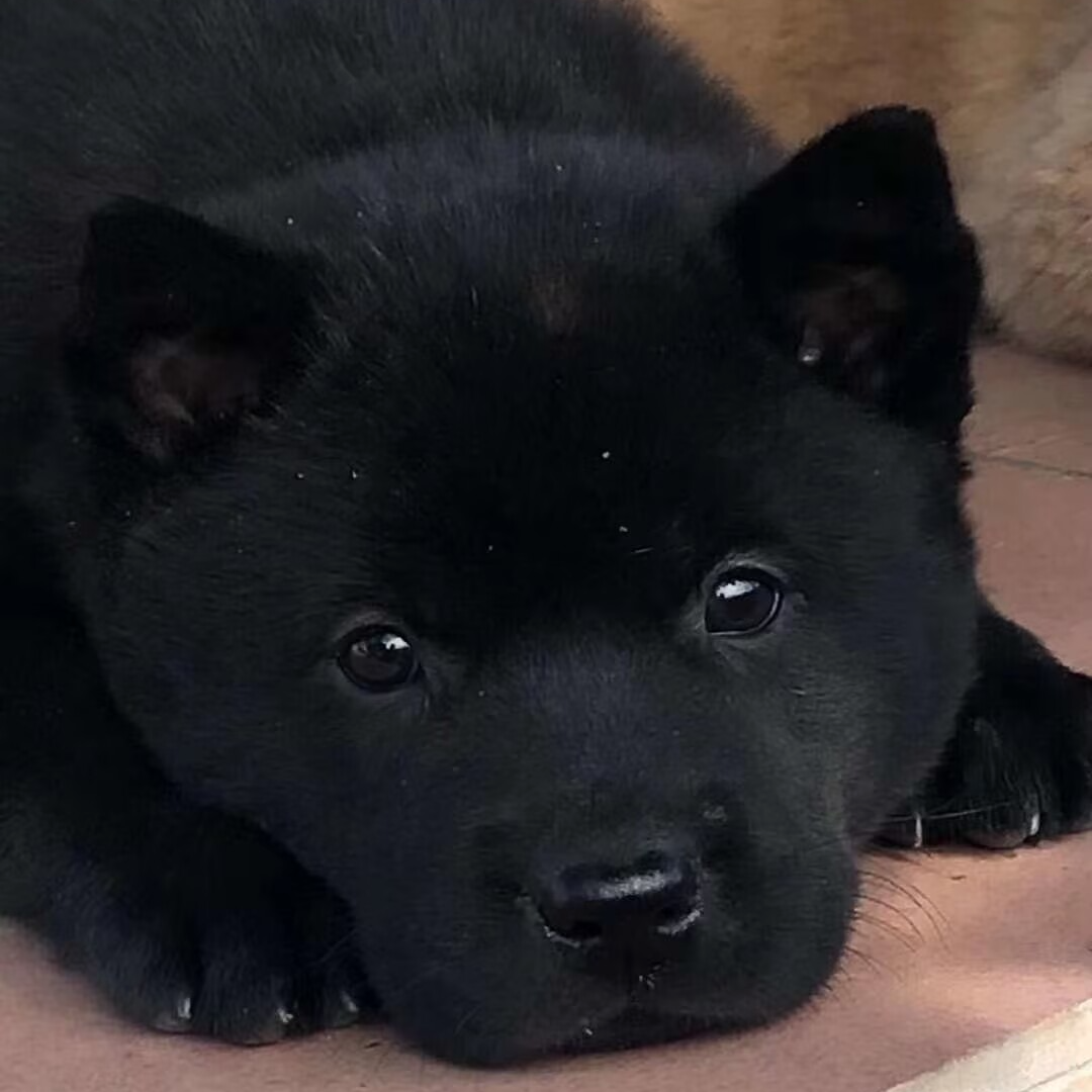 五黑犬四黑犬土松