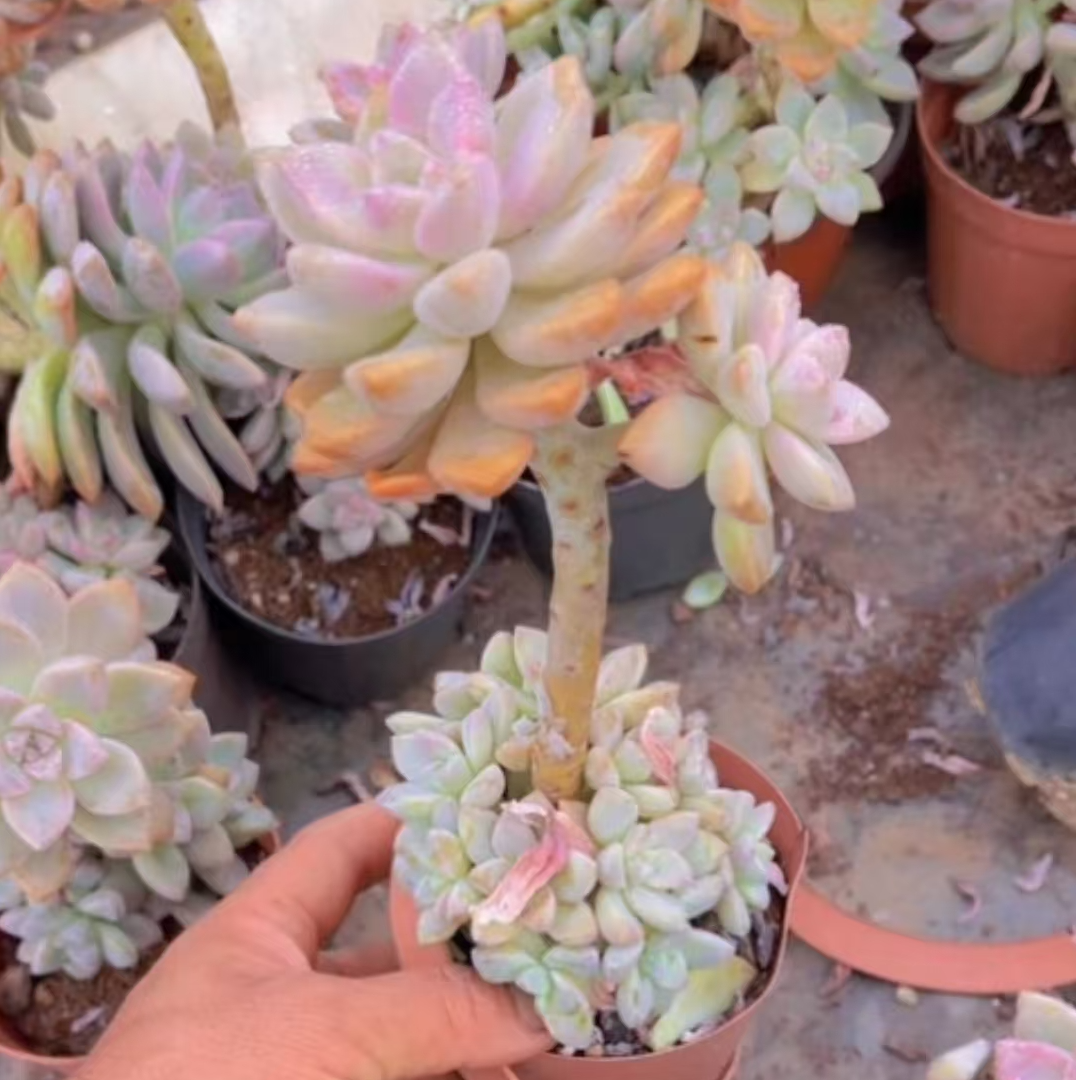 小老桩淡雪15盆/吹吹多肉实物上盆发货种植