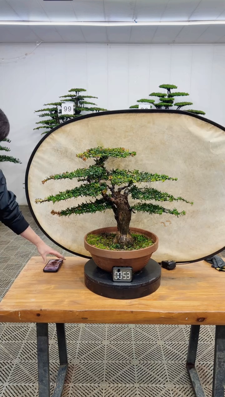 无花朵造型盆景一物一拍