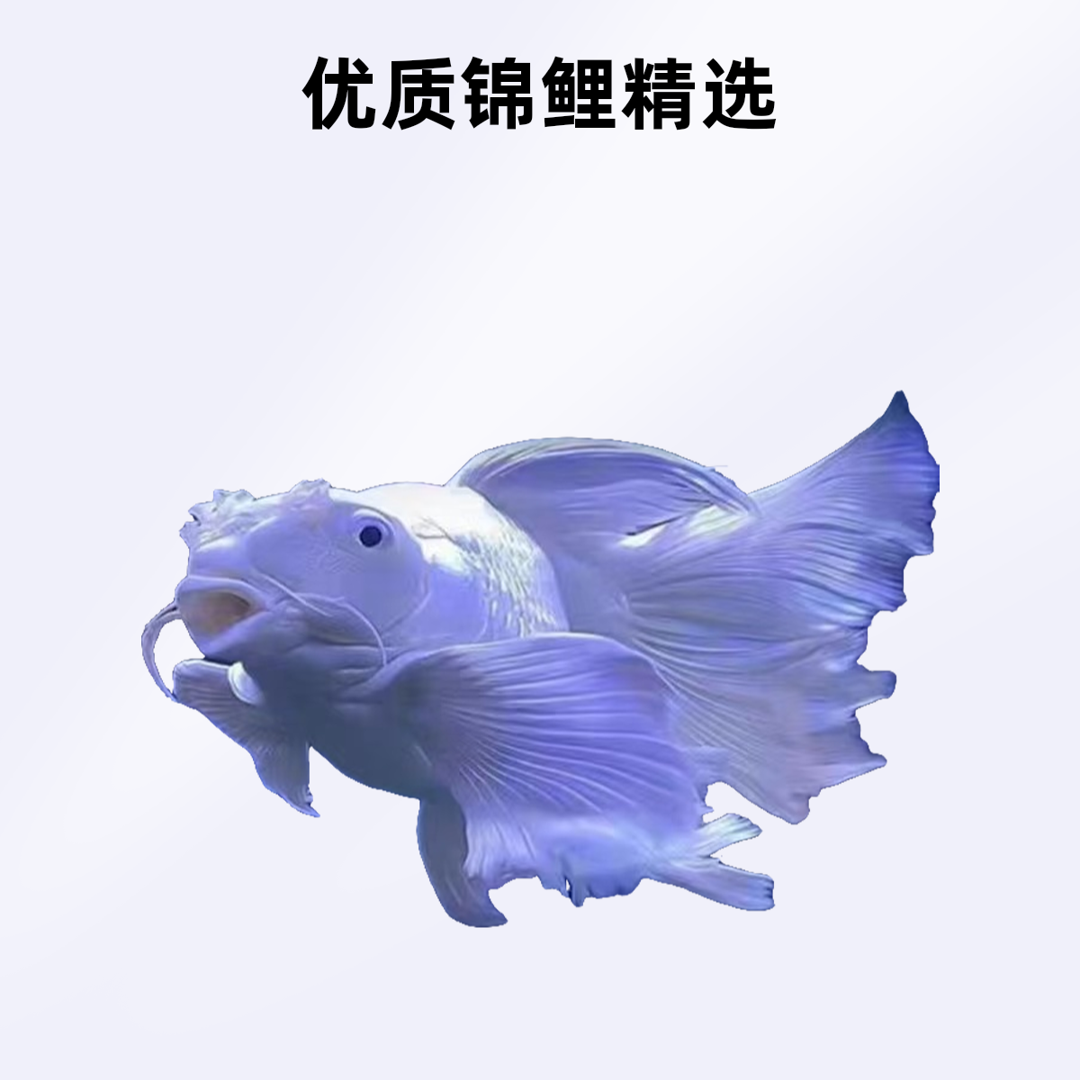 渔场直销大鳍大尾蝴蝶鲤锦鲤冷水鱼观赏鱼招财鱼纯种活体养殖