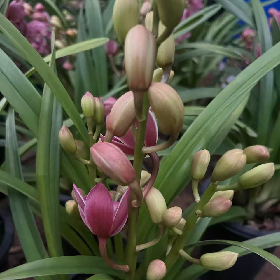 【绯月】粉色花卉兰花盆栽绿植绿植不售后