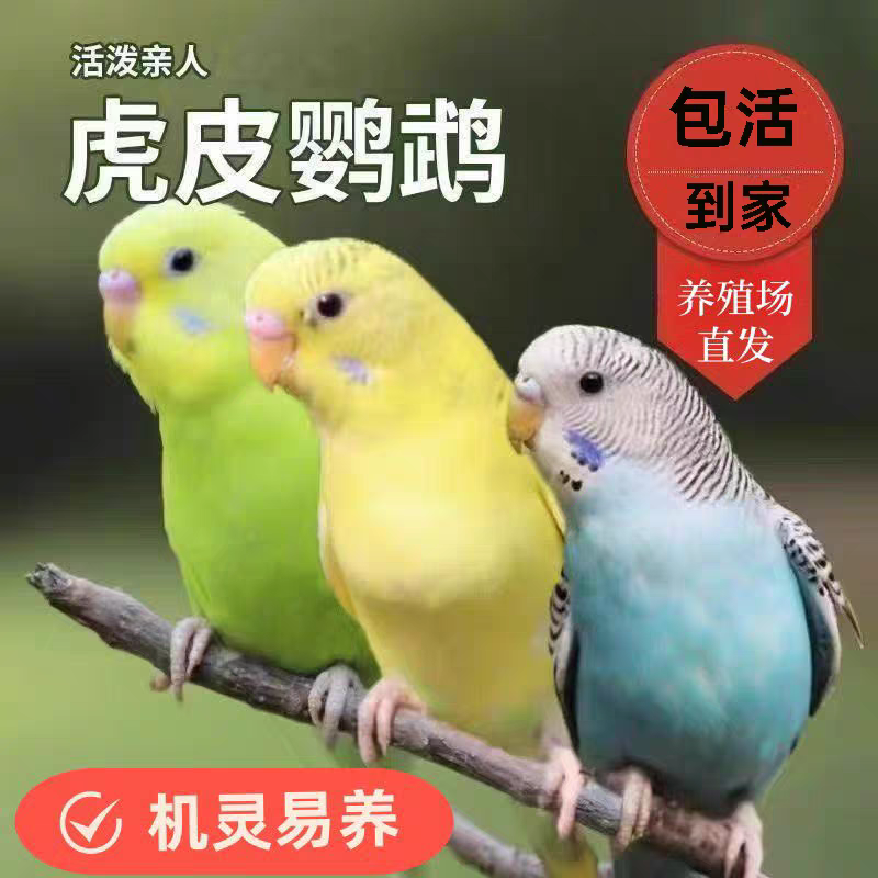 虎皮鹦鹉活鸟活体手养宠物鸟亲人粘人可上手家养观赏小鸟云斑鸠鸟